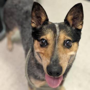 Cattle Dog Dogs Available for Adoption in Salt Lake City, Utah - Tom | PetCurious