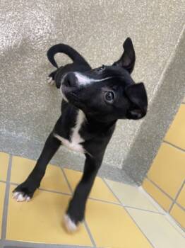 Rescue Shepherd Dogs for Adoption in Houston, Texas - Buster | PetCurious