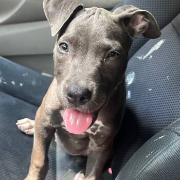Rescue Pit Bull Terrier and Mixed Breed Dogs for Adoption in Tomball, Texas - Layla | PetCurious