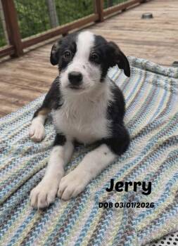 Jerry -  Border Collie Dog for Adoption in Seymour, Indiana - Jerry | PetCurious