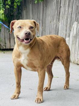 AC-4448 "Pumpkin" -  Pit Bull Terrier and Labrador Retriever Dog Available for Adoption in Conyers, Georgia - AC-4448 "Pumpkin" | PetCurious