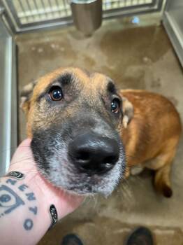 Dog Kennel #22 Buster -  Shepherd and Pit Bull Terrier Dog for Adoption in Greenville, Texas - Dog Kennel #22 Buster | PetCurious
