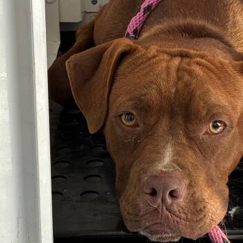 Rescue Mastiff Dogs for Adoption in St. Louis, Missouri - Garlic Knots | PetCurious