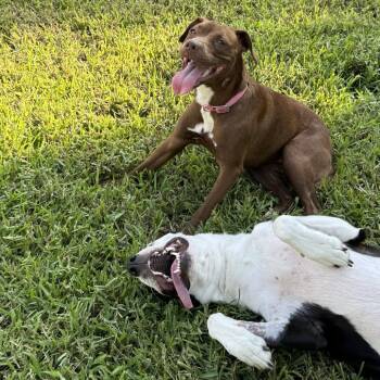 Cinnamon -  Mixed Breed Dog for Adoption in Jacksonville, Florida - Cinnamon | PetCurious