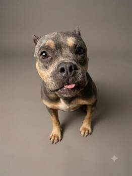 VALLEY -  Mixed Breed Dog for Adoption in Jacksonville, Florida - VALLEY | PetCurious