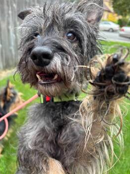 Rocco -  Mixed Breed Dog for Adoption in Tacoma, Washington - Rocco | PetCurious