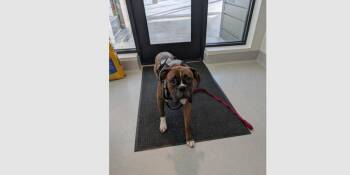 Santos -  Boxer Dog for Adoption in Hewitt, Texas - Santos | PetCurious