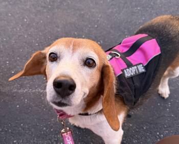 Graham - Female -  Beagle Dog for Adoption in Menomonee Falls, Wisconsin - Graham - Female | PetCurious