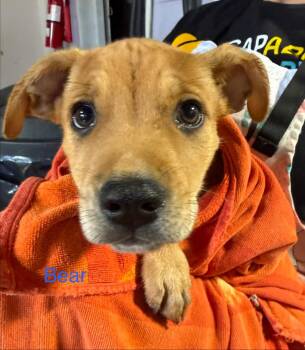 Bear $550 -  Labrador Retriever Dog for Adoption in West Milwaukee, Wisconsin - Bear $550 | PetCurious