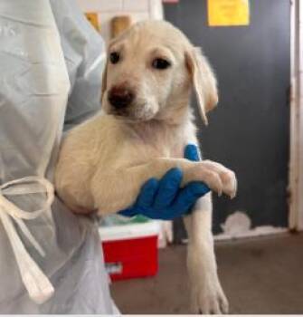 Mixed Breed Dogs Available for Adoption in West Chester, Pennsylvania - Versace | PetCurious