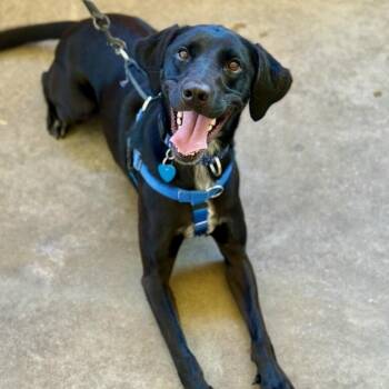 Lucy -  Labrador Retriever Dog for Adoption in Fort Lauderdale, Florida - Lucy | PetCurious