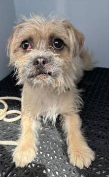 61728082 -  Terrier and Mixed Breed Dog for Adoption in El Paso, Texas - 61728082 | PetCurious