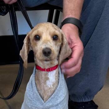 Biscuit -  Cockapoo Dog for Adoption in Zanesville, Ohio - Biscuit | PetCurious
