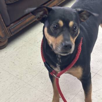 ChiChi -  Rottweiler and Pit Bull Terrier Dog for Adoption in Sylvania, Georgia - ChiChi | PetCurious