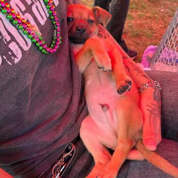 Kujo -  Chihuahua and Mixed Breed Dog for Adoption in San Antonio, Texas - Kujo | PetCurious