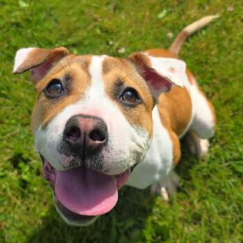Josie -  Pit Bull Terrier Dog for Adoption in Michigan City, Indiana - Josie | PetCurious