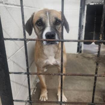 Chico -  Terrier and Mixed Breed Dog for Adoption in Evensville, Tennessee - Chico | PetCurious