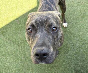 Pit Bull Terrier Dogs Available for Adoption in Brentwood, Missouri - BROOKLYN | PetCurious
