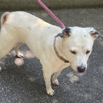 Sugar 4694 -  Mixed Breed Dog for Adoption in Columbus, Georgia - Sugar 4694 | PetCurious