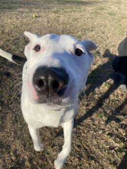 Bull Terrier Dogs Available for Adoption in Kennewick, Washington - Oreo | PetCurious