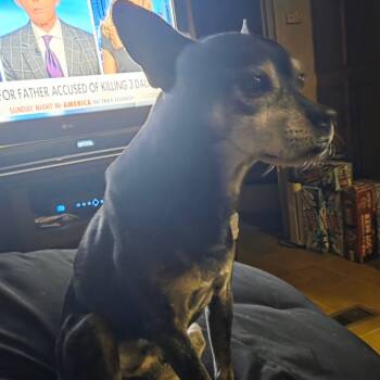 Rescue Rat Terrier and Australian Cattle Dog Blue Heeler Dogs for Adoption in Floresville, Texas - Oreo | PetCurious