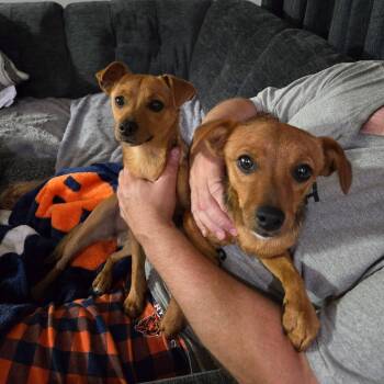 Phoebe -  Chihuahua and Yorkshire Terrier Dog for Adoption in Holiday Hills, Illinois - Phoebe | PetCurious