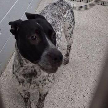 Maggie -  Australian Cattle Dog Blue Heeler and German Shorthaired Pointer Dog for Adoption in Lake Havasu City, Arizona - Maggie | PetCurious