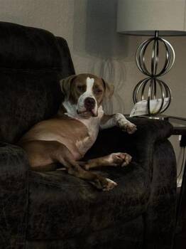 JAX -  American Staffordshire Terrier Dog for Adoption in San Antonio, Texas - JAX | PetCurious