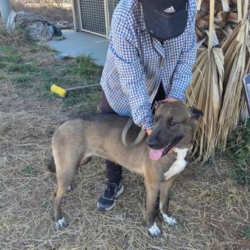 Belgian Shepherd Malinois Dogs Available for Adoption - Kira | PetCurious