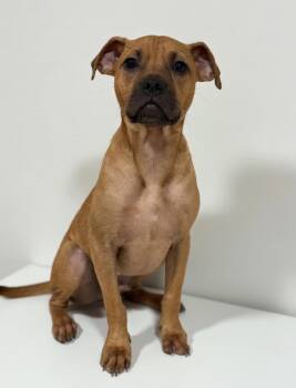George Foreman Lonestar -  Pug and Terrier Dog for Adoption in Rockaway, New Jersey - George Foreman Lonestar | PetCurious