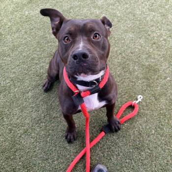Marcos -  Mixed Breed Dog for Adoption in Philadelphia, Pennsylvania - Marcos | PetCurious