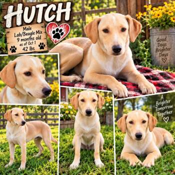 HUTCH -  Labrador Retriever and Beagle Dog for Adoption in Jackson, Tennessee - HUTCH | PetCurious