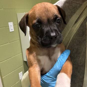 Nugget -  Mixed Breed Dog for Adoption in Englewood, Florida - Nugget | PetCurious