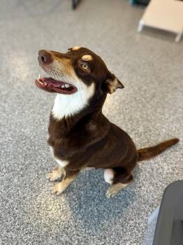 Rescue Husky Dogs for Adoption in Saint Marys, Ohio - Rockie | PetCurious