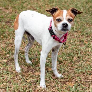 Terrier Dogs Available for Adoption in Miami, Florida - Pipo | PetCurious