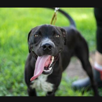 Drumstick -  Mixed Breed Dog for Adoption in Lake Jackson, Texas - Drumstick | PetCurious