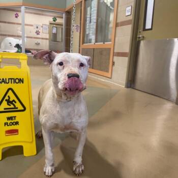 Green Bean -  Mixed Breed Dog for Adoption in Winston-salem, North Carolina - Green Bean | PetCurious