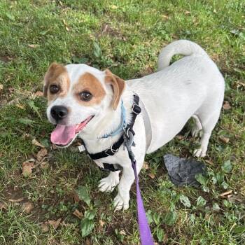 Rudy -  Beagle and Mixed Breed Dog for Adoption in Falls Church, Virginia - Rudy | PetCurious