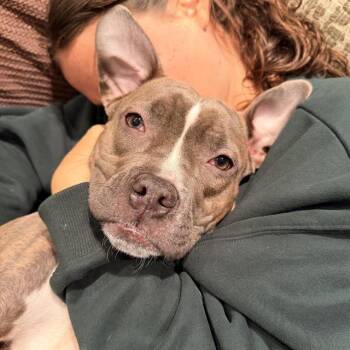 Boxer and Mixed Breed Dogs Available for Adoption in Methuen, Massachusetts - BAMBI | PetCurious