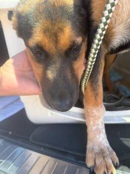 A378780 -  German Shepherd Dog and Australian Cattle Dog Blue Heeler Dog for Adoption in Stockton, California - A378780 | PetCurious