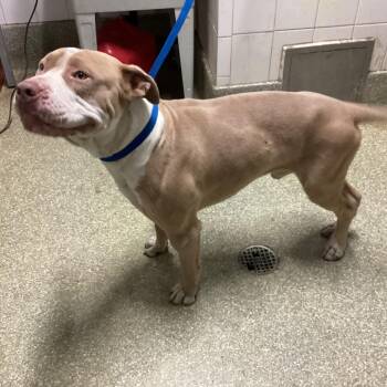 IVHS-Stray-142782 -  Pit Bull Terrier Dog for Adoption in San Gabriel, California - IVHS-Stray-142782 | PetCurious