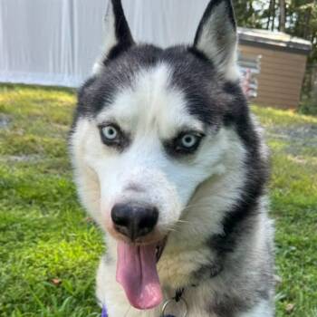 Blue (ID 53004) -  Husky Dog for Adoption in Manassas, Virginia - Blue (ID 53004) | PetCurious