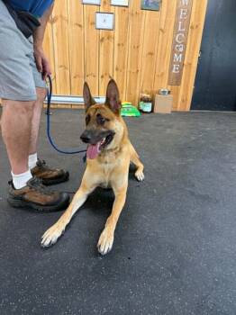 Jerry Lee -  German Shepherd Dog and Belgian Shepherd Malinois Dog for Adoption in Lisle, Ontario - Jerry Lee | PetCurious