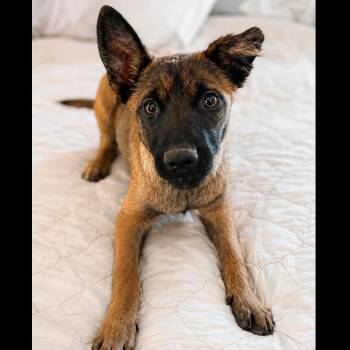 Shenzi -  Belgian Shepherd Malinois Dog for Adoption in Phoenix, Arizona - Shenzi | PetCurious
