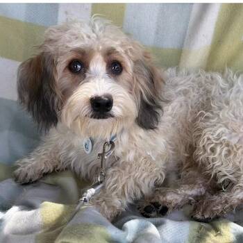 Pinto -  Shih Tzu and Poodle Dog for Adoption in Larkfield-wikiup, California - Pinto | PetCurious