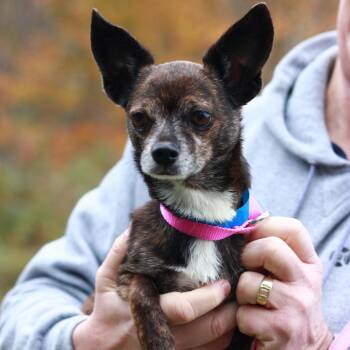 CT PeeWee -7lbs -  Chihuahua and Mixed Breed Dog for Adoption in Eastford, Connecticut - CT PeeWee -7lbs | PetCurious