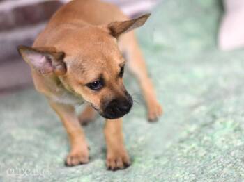 Rescue Shepherd and Terrier Dogs for Adoption in Conroe, Texas - Cupcake (The Magnificent Seven) | PetCurious