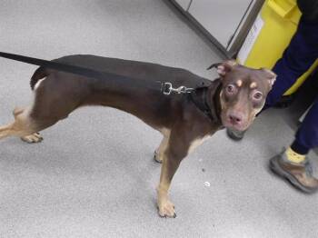 IRMA -  Australian Cattle Dog Blue Heeler and Mixed Breed Dog Available for Adoption in Omaha, Nebraska - IRMA | PetCurious