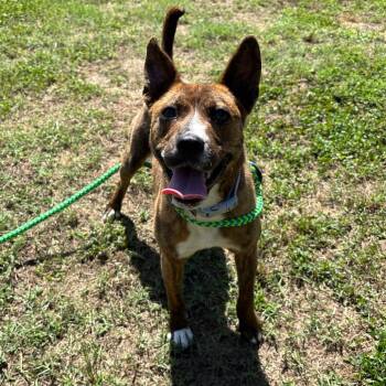 Maeve -  Mixed Breed Dog for Adoption in Roxboro, North Carolina - Maeve | PetCurious