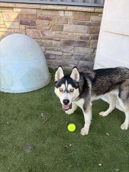 Husky Dogs Available for Adoption in Holbrook, New York - GRIFFIN | PetCurious
